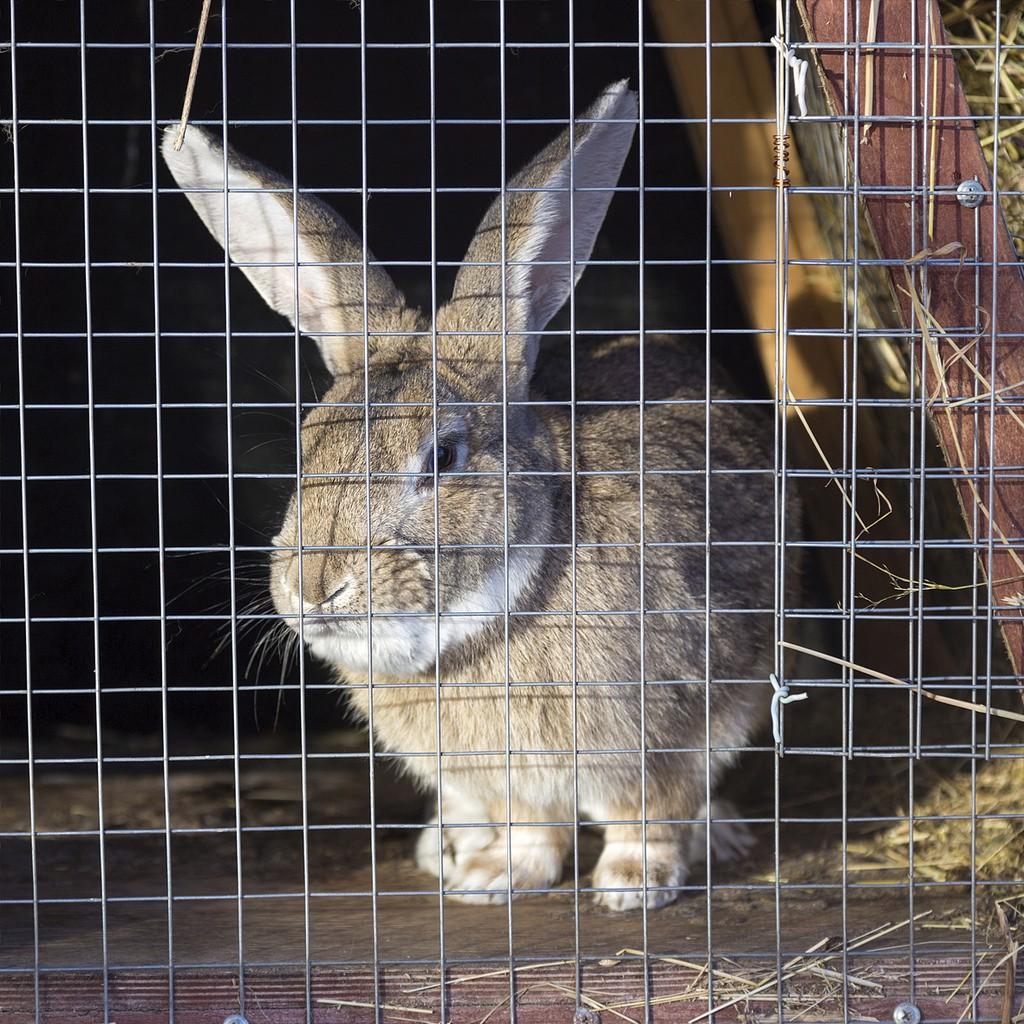 Grillage à lapin - Clotures du Cotentin aménagement jardin cloture  métallique Valognes portail en alu PVC